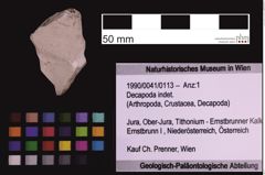 Foto (Objekt + Etiketten) von Decapoda indet. (NHMW-GEO-1990-0041-0113)